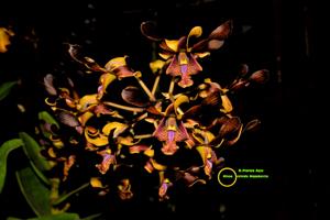 Dendrobium Paras Ayu