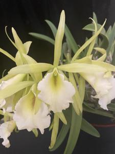 Longwellara Citrus Cricket