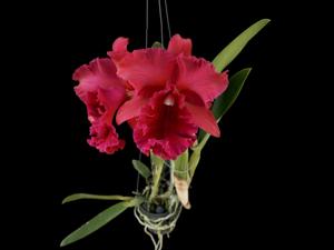 Rhyncholaeliocattleya Siam City