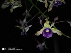 Dendrobium Tiara Beauty