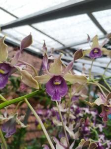 Dendrobium Tiara Beauty