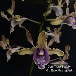 Dendrobium Tiara Beauty