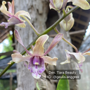 Dendrobium Tiara Beauty