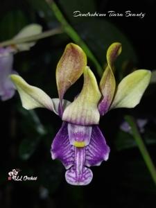 Dendrobium Tiara Beauty