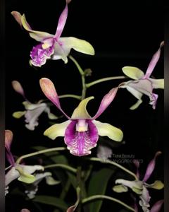 Dendrobium Tiara Beauty