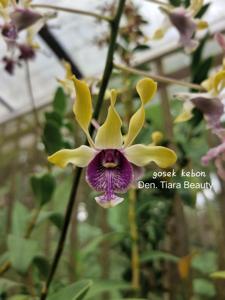 Dendrobium Tiara Beauty