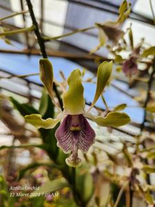 Dendrobium Tiara Beauty