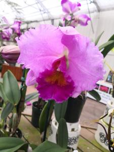 <i>Rhyncholaeliocattleya</i> Dreamspinner