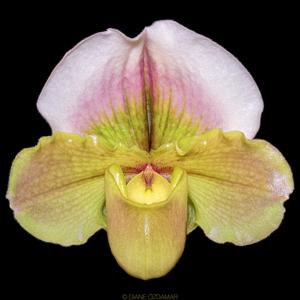 Paphiopedilum Olympic Moon