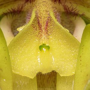 Paphiopedilum Olympic Moon