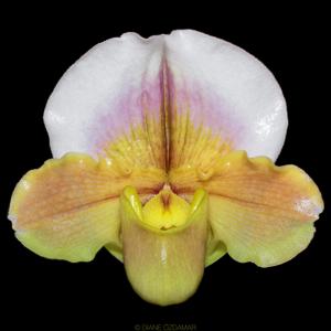Paphiopedilum Olympic Moon