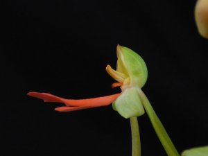 Habenaria Canary