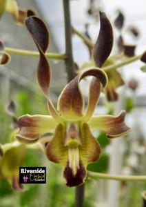 Dendrobium Palu Bangkit