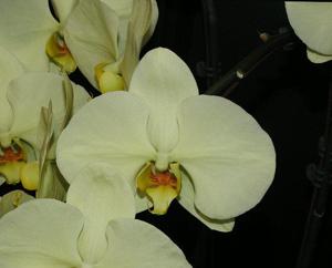 <i>Phalaenopsis</i> Star Green Beauty
