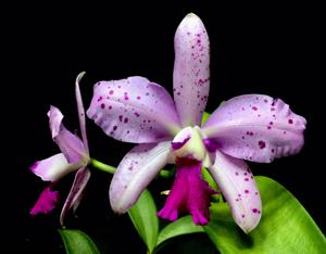 Cattleya Intergalaxy