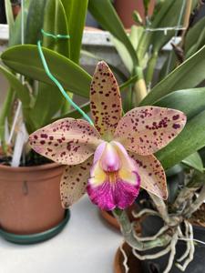 Rhyncholaeliocattleya Haiku Spots