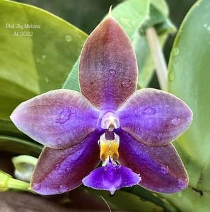 Phalaenopsis Joy Michona