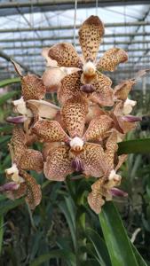 <i>Vanda</i> NUS Medicine