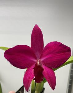 Rhyncholaeliocattleya Memoria Alida Laboy