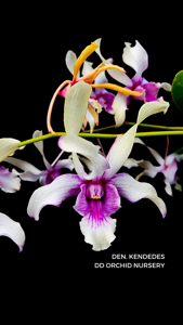 Dendrobium Ken Dedes