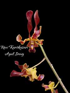 Dendrobium Apel Ireng