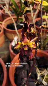 Dendrobium Wira Pride