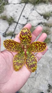 <i>Grammatophyllum</i> Singo Edan