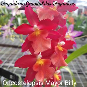 Oncostelopsis Mayor Billy