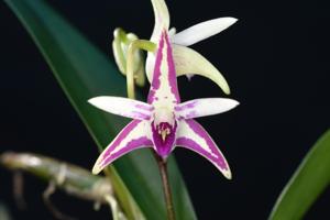 <i>Dendrobium</i> Moorooduc