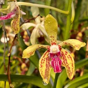 <i>Vanda</i> Ho-Kin Ng