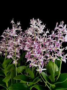 Dendrobium The Singapore Chinese High School