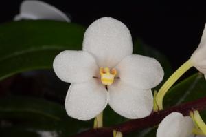 <i>Sarcochilus</i> Kulnura Snowflake