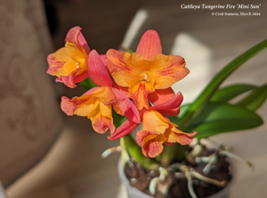 Cattleya Tangerine Fire
