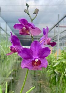 <i>Papilionanda</i> Zhuo Yun Xiu