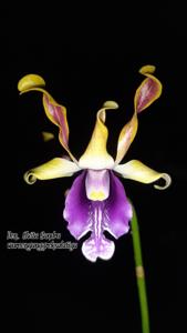 <i>Dendrobium</i> Elvita Sandra