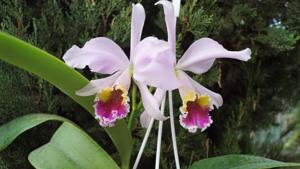 <i>Cattleya</i> Eva's Fábula Y Azúcar