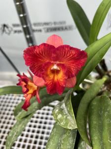 Rhyncholaeliocattleya Chili Chester
