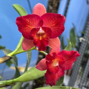 Rhyncholaeliocattleya Chili Chester