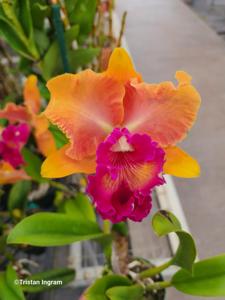 Rhyncholaeliocattleya Chief Fortune