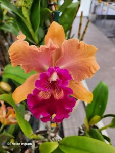 Rhyncholaeliocattleya Chief Fortune
