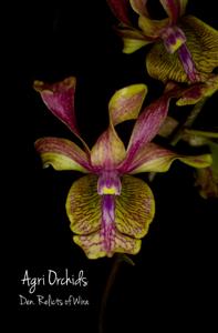 Dendrobium Relicts of Wira