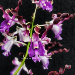Dendrobium Linda Febriana
