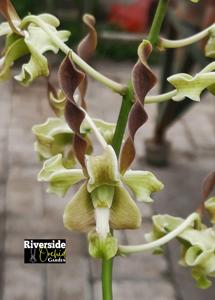 Dendrobium Linda Febriana