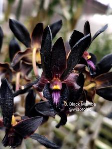 Dendrobium Black Mamba