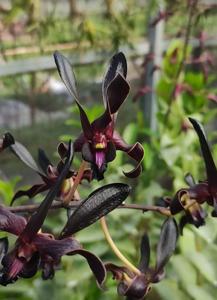Dendrobium Black Mamba