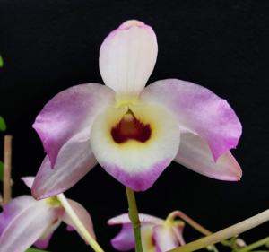 <i>Dendrobium</i> Lemon Blush