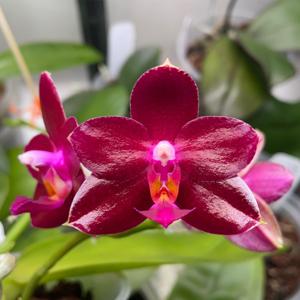 <i>Phalaenopsis</i> Zheng Min Pegasus
