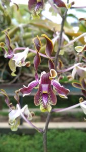 Dendrobium Harmoni