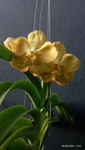 Vanda Queen Azizah Iskandar