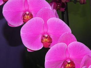 Phalaenopsis Clone Firework